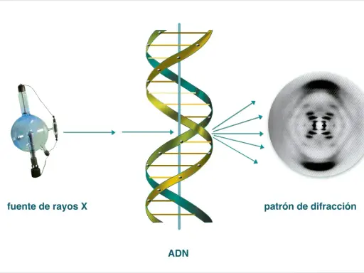 El ADN, estudiado por James Watson y Francis Crick, se irradia con rayos X, produciendo un patrón de difracción que revela su estructura helicoidal.