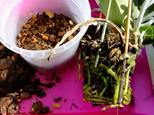 Orchideen Pflege: Wurzeln einer Orchidee werden aus dem alten Substrat genommen. Frische Rinde liegt daneben.