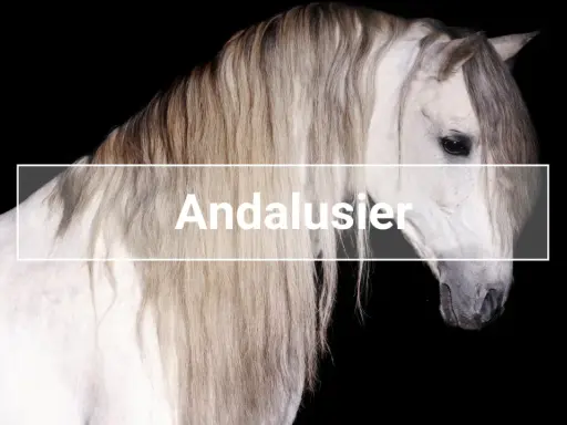 Ein majestätisches Pferd, ein stolzer Andalusier, mit langer, wallender Mähne vor schwarzem Hintergrund.
