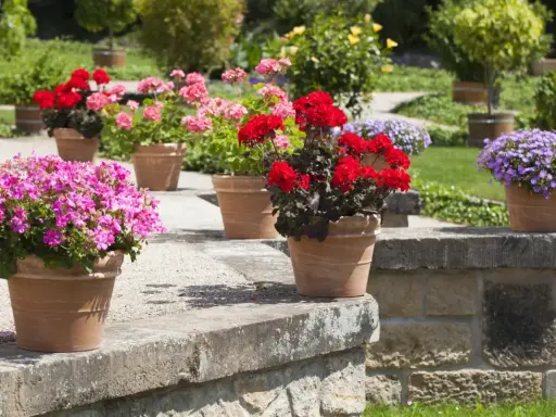 Pots de géraniums roses, rouges et violets en pleine floraison, parfaits pour un entretien facile et un jardin coloré.