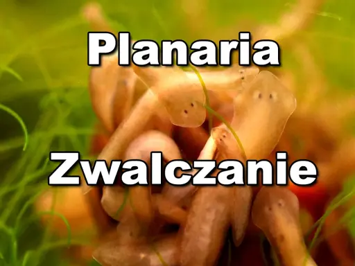 Kilka planarii w akwarium, które mogą wymagać zwalczania.