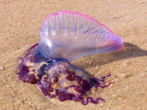 Una medusa letale, la Caravella Portoghese, spiaggiata sulla sabbia con il suo galleggiante rosa e tentacoli viola.