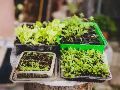 Semilleros con plantas jóvenes, listos para trasplantar. Guía para saber como hacer un huerto en el campo paso a paso.
