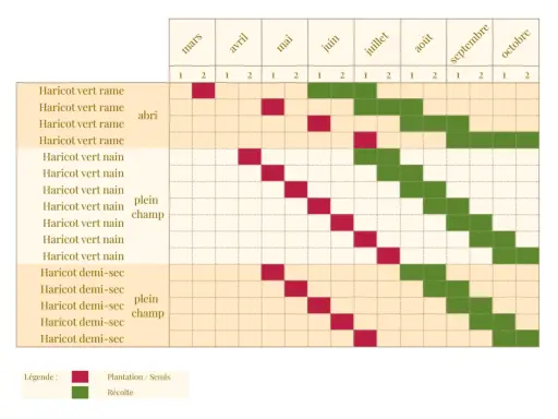 Calendrier de plantation et de récolte des haricots verts. Les couleurs indiquent le temps de levée et la période de récolte.