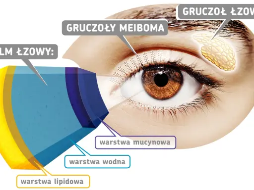Schemat budowy filmu łzowego na powiece oka: warstwa lipidowa, wodna i mucynowa. Widać gruczoły Meiboma i gruczoł łzowy.