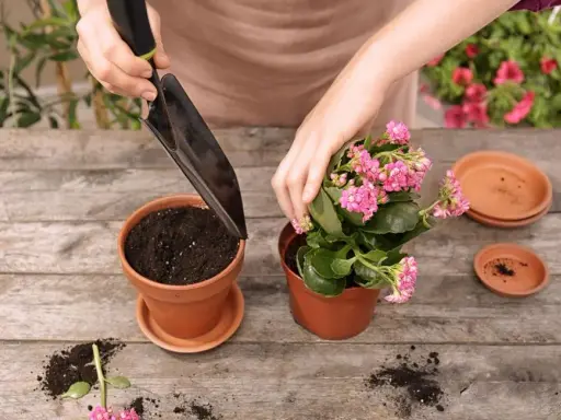 Jak przesadzać kwiaty? Ekspert radzi: Krok po kroku do sukcesu