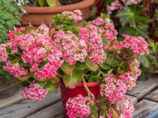 Plante grasse fleurie aux grappes de fleurs roses vives, dans un pot rouge, sur un fond de bois.