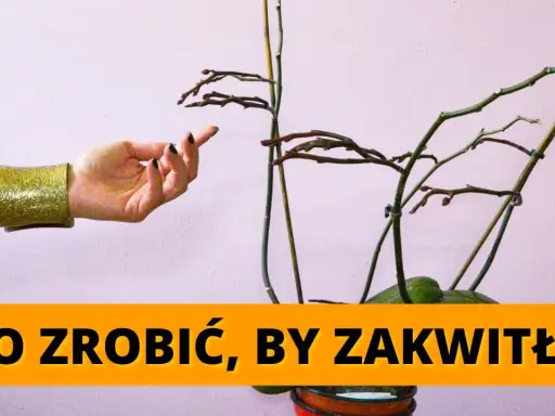 Storczyk nie kwitnie? Oto 7 sposobów, by znów obsypał się kwiatami