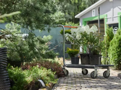Wózek z sadzonkami hortensji bukietowych i iglaków. Zastanawiasz się, w jakich odstępach sadzić hortensje bukietowe?