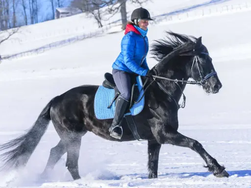 Eine Reiterin in blauer Jacke genießt das **reiten im schnee** auf einem schwarzen Pferd. Der Schnee spritzt unter den Hufen auf.