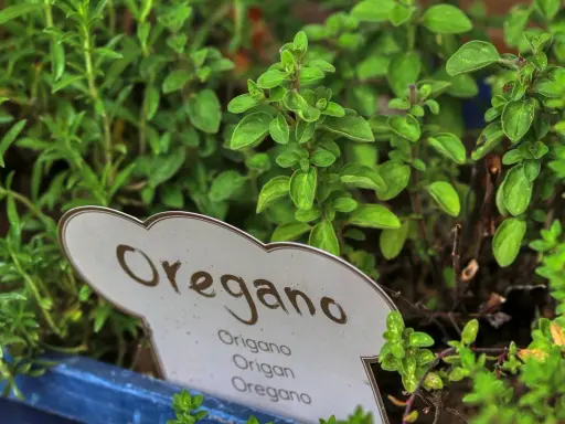 Zielone, pachnące oregano w doniczce. Idealne do pizzy, sosów i sałatek. Dzikie oregano na co dzień w Twojej kuchni.