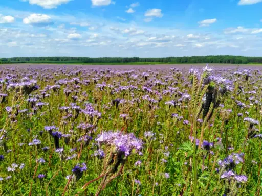Pole fioletowej facelii na poplon, kwitnącej pod błękitnym niebem z białymi chmurami.