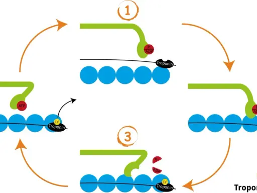 Der querbrückenzyklus: Myosin bindet an Aktin, löst sich durch ATP und zieht es dann vorwärts. Calcium und Troponin steuern diesen Prozess.