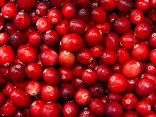 Gros plan sur une multitude de canneberges rouges et brillantes, rappelant les nombreux canneberge bienfaits pour la santé.