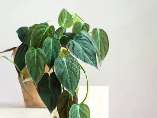 Philodendron narrow z ciemnozielonymi, sercowatymi liśćmi, niektóre z kropelkami wody, w glinianej doniczce.