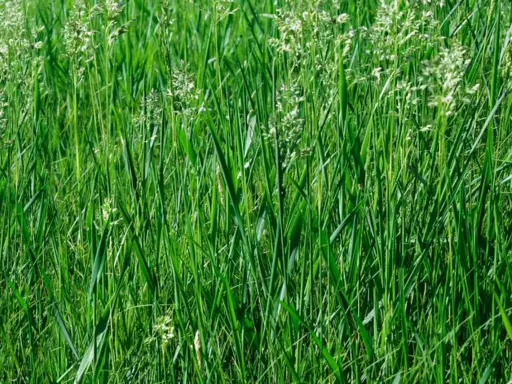 A dense field of lush green clumping fescue grass, with delicate white seed heads reaching upwards.