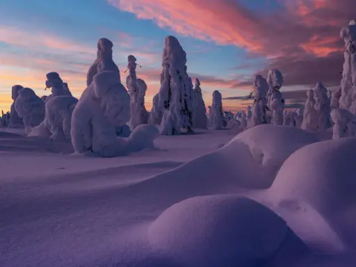 Vinter i Sverige: snötäckta träd formar surrealistiska skulpturer mot en rosa och blå gryningshimmel.