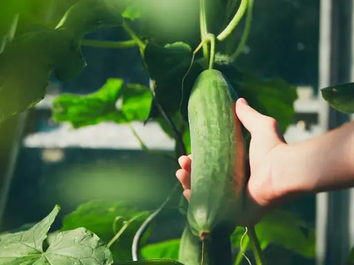Main verte, une main cueille une belle variété de concombre dans une serre.
