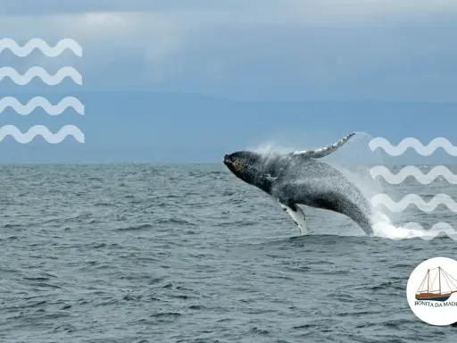 Spektakuläre Buckelwal-Springen vor Madeira – ein unvergessliches Whale Watching Madeira Erlebnis.