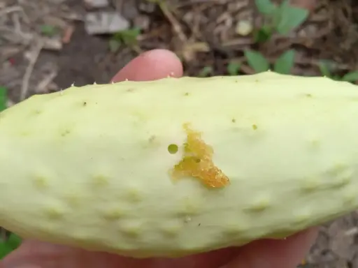 A pale green cucumber shows damage from a pickle worm, with a small hole and chewed-up flesh.