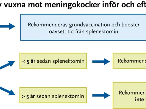 Vaccinationsrekommendationer mot meningokocker för vuxna. För personer 25 år eller yngre rekommenderas grundvaccination och booster. För äldre än 25 år beror det på tiden sedan splenektomi.