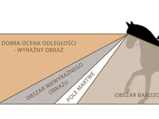 Ilustracja pokazuje, jak widzi koń: obszar wyraźnego obrazu, martwe pole i obszary niewyraźne.