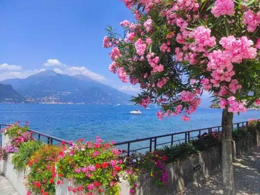 Ein blühender Oleander überragt den See. Bunte Blumen säumen den Weg, como see. Berge im Hintergrund.