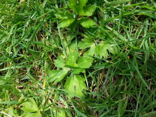 Plantes vertes aux feuilles découpées se mêlant à la ronse herbe.