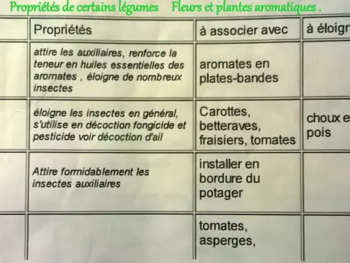 Tableau des plantes compagnes : Achillée, Ail, Alysse et leurs propriétés, associations et éloignements pour le potager.
