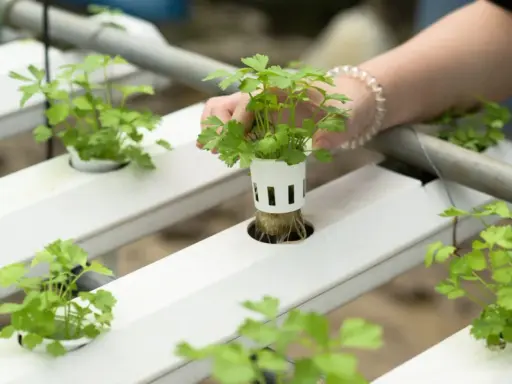 Maintenant, une main ajuste une jeune plante dans un système de culture hydroponique étape par étape.