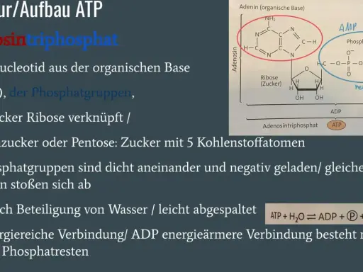 Struktur von ATP: Adenin, Ribose und drei Phosphatgruppen. ATP ist eine energiereiche Verbindung.