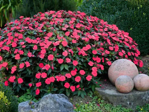 A lush mound of vibrant pink impatiens, thriving with proper impatiens care, blooms beside decorative garden spheres.