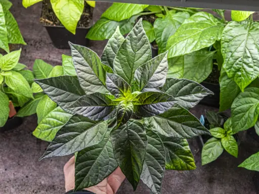 En hand håller en mörk chiliplanta redo att plantera om. Flera andra plantor syns i bakgrunden.