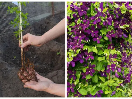 Sadzenie powojnika: młoda sadzonka z korzeniami w dłoniach i kwitnący clematis uprawa.