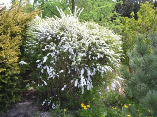 Prachtspiere schneiden: üppig blühender Strauch mit weißen Blüten, daneben eine gelbgrüne Konifere und Kiefernzweige.