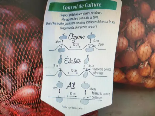 Conseils pour savoir quand récolter les échalotes : arrachez-les quand les feuilles jaunissent et laissez-les sécher. L'image montre aussi la plantation d'oignons et d'ail.
