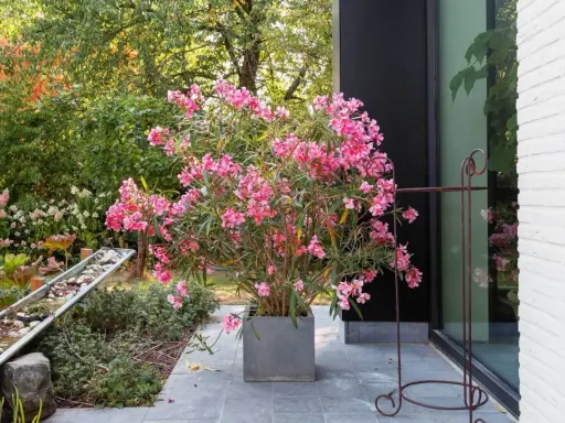 Ein üppiger Oleander im grauen Kübel, bereit zum Oleander umtopfen. Im Hintergrund ein moderner Garten mit Wasserspiel.