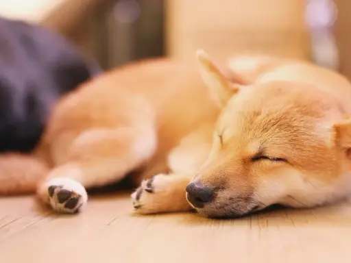 Śpiący szczeniak Shiba Inu, może właśnie śni o tym, dlaczego pies chrapie.