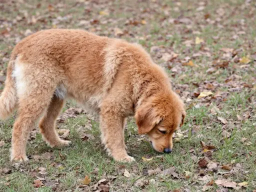 Un golden retriever brun renifle l'herbe et les feuilles mortes, peut-être pour comprendre pourquoi mon chien mange de l'herbe.