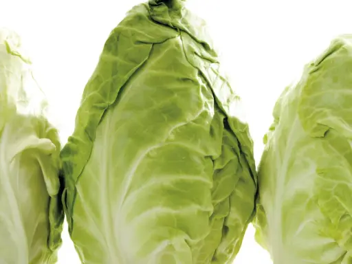 Drei frische Spitzkohle, bereit für die Lagerung. So einfach ist spitzkohl einfrieren für später.