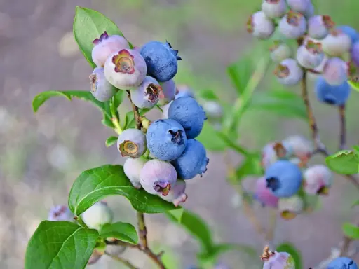 Reife und unreife Heidelbeeren an einem Strauch. Bald können diese leckeren Beeren geerntet werden, wenn man Heidelbeeren pflanzt.