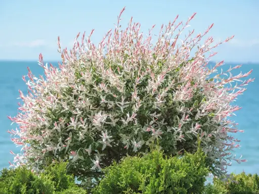 Un magnifique saule crevette sur tige, aux feuilles panachées de blanc et de rose, se dresse devant la mer bleue.