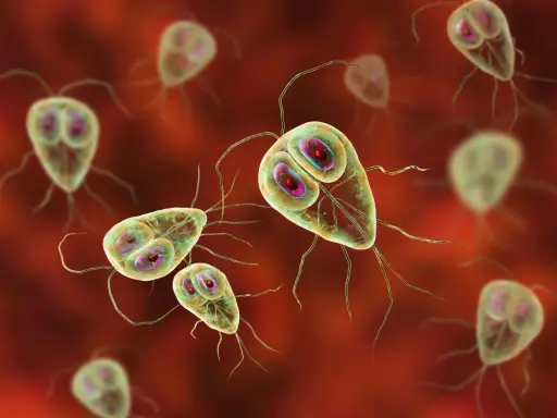 Trofzoity Giardia lamblia, pasożyty jelitowe, na czerwonym tle.