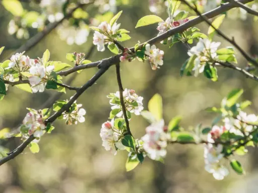 Un pommier en fleur, ses branches chargées de délicates fleurs blanches et roses, baignées de lumière douce.