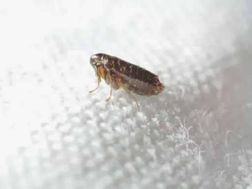 Puce sur un tissu blanc. Le vinaigre blanc est une solution naturelle contre les puces dans la maison.