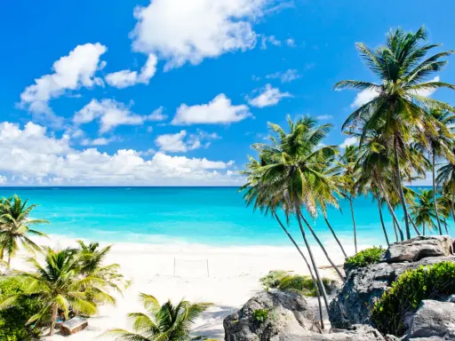 Traumhafter Strand auf Barbados mit Palmen und türkisblauem Meer. Die beste Reisezeit für dieses Paradies ist jetzt!