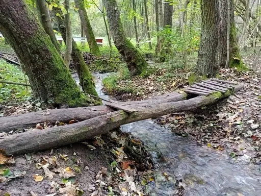 Mostek z pni drzew nad strumieniem w dolinie kluczwody. Jesienne liście, mech na drzewach.