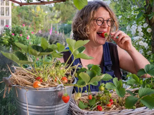 Frau genießt frisch gepflückte Erdbeeren aus ihrem Garten. Die Freude am Erdbeeren pflanzen ist ihr ins Gesicht geschrieben.