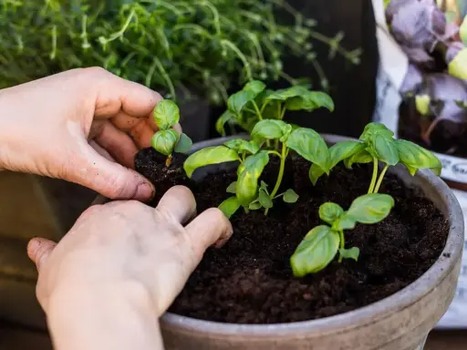 Händer planterar små basilika plantor i en kruka. Snart kan du odla basilika för matlagning.