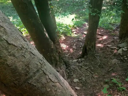 Leśna ścieżka wije się między drzewami, tworząc niemal lacką ścianę płaczu z ich pni.